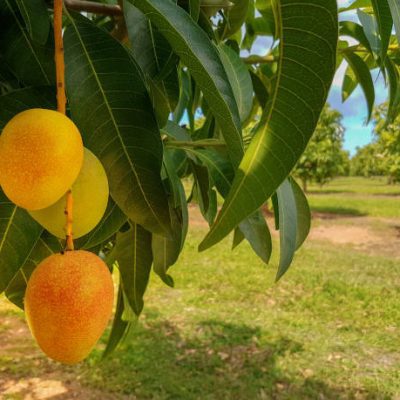 Mango fruit close-up on a branch in  orchard.